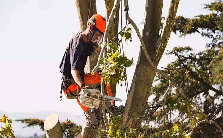 Tree removal