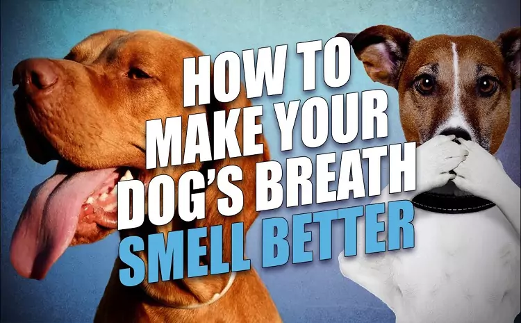 How to Make a Dog’s Breath Smell Better at Home